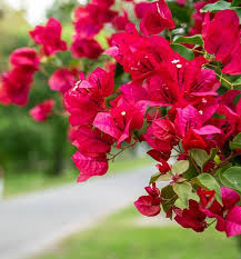 Image result for Bougainvillea sp. cultivar