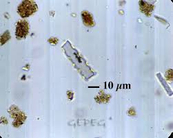 Image result for Psilotrichum sericeum