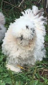 Bird Eggs For Sale Ebay 12 Silkie Frizzle Satin Showgirl Hatch Eggs Npip Usps Priority Special Handling Ebay In 2020 Silkies Fancy Chickens Animals Beautiful