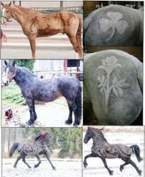 Weitere ideen zu pferd, pferde frisuren, pferd scheren. 24 Pferd Scheren Ideen Pferd Scheren Pferd Pferde