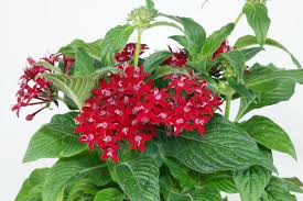Image result for Pentas lanceolata