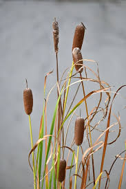 Image result for Typhaceae