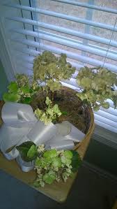 Cutting the hydrangea back and repotting it in fresh soil promotes healthy new growth. How To Save My Potted Hydrangea Plant
