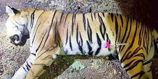 Tigresse — tigre et tigresse (ti gr (le mâle) et ti grès (la femelle)) s. Une Tigresse Meurtriere Abattue En Inde Apres Une Battue D Ampleur Le Point
