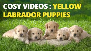 When properly trained, these dogs make excellent hiking companions. Yellow Labrador Puppies Playing Feeding And Barking Cute Yellow Lab Pups Youtube