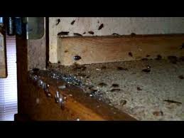 Mar 28, 2021 · if you want to get rid of the infestation entirely and quickly, you need to work with a professional exterminator. How To Get Rid Of German Cockroaches 6 Natural Ways That Really Work