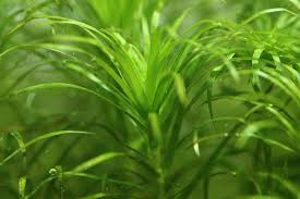 Image result for Syngonanthus