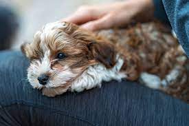 We hope you find our information page helpful when deciding to adopt a puppy from us before you fill out an application. Havapoo Dog Breed Information And Characteristics Daily Paws