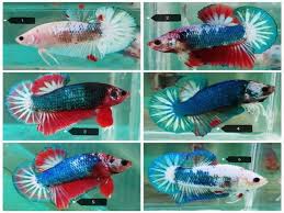 Ikan laga boleh dibela di dalam mahupun di luar … table of contents sebelum memulakan proses membiak ikan laga, terdapat satu perkara yang penting untuk diambil kira iaitu ikan laga betina. 50 Gambar Ikan Laga Dari Cupang Kampung Terbesar Termahal