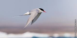 Resultado de imagen para charran artico