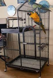 pin by only4pets on casa de loro in 2021 cages for sale african grey parrot pets online