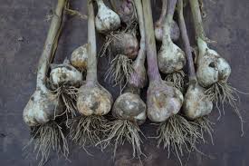 Jan 11, 2019 · best time to plant garlic garlic can be planted most of the year in warmer climates, but in cool climates the traditional planting time is october (zone 5). Planting Garlic Lessons Learned Scratch Mommy