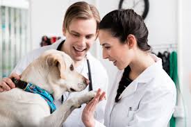 Is A Vet Tech Career Right For You Institute Of Medical And Business Careers