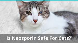 From hot spots to nerve damage, breaks and other injuries, you owe it to your cat to learn how to spot an injured tail. Neosporin For Cat Wound Care Is It Safe Can You Use It