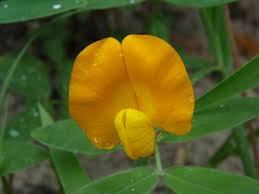 Image result for Arachis