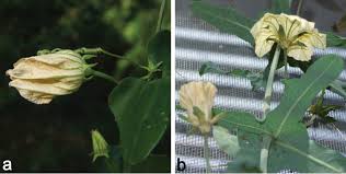 Image result for Coccinia sessilifolia