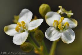 Image result for Montinia