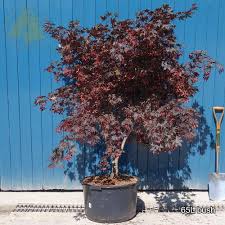 Maybe you would like to learn more about one of these? Acer Palmatum Bloodgood Bloodgood Japanese Maple Trees For Sale