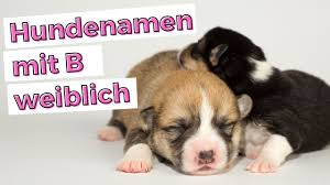 Checkliste „20 ausgefallene hundenamen (weiblich). Hundenamen Mit B Weiblich Mit Bedeutung Schone Ausgefallene Und Susse Namen Fur Hundin Youtube