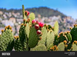 If they get enough light, many will bloom, producing cheery flowers in white, pink, red, orange, yellow, or purple. Bright Sunlight Hits Image Photo Free Trial Bigstock