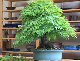 Shop a huge online selection at ebay.com. Eastern Leaf Article Maple Bonsai A Beginner S Guide To Caring For Them Milled