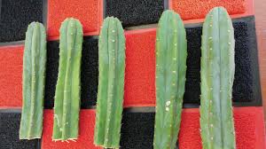 Here at the magic mushroom shop, we have a lot of customers asking us about san pedro, and the psycho active alkaloid mescaline. 3 To Plant 2 To Cook Has Anyone Used Lemon Juice To Help With Extraction Mescaline