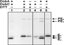 Pseudomonas aeruginosa is an opportunistic pathogen. Maturation Of Pseudomonas Aeruginosa Elastase Journal Of Biological Chemistry