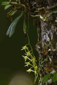 Image result for Mystacidium tanganyikense