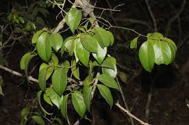 Image result for Hippocratea indica