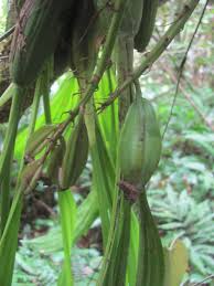 Image result for Orchidaceae