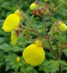 Image result for Calceolaria tripartita