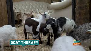 Tennessee goat ranch offers snuggles, yoga and animal therapy