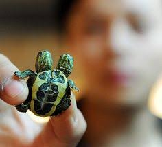 Turtle love: 66 ideas to save today from "turtles"
