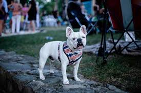French bulldog information including pictures, training, behavior, and care of french bulldogs and dog breed mixes. Harness Train Your French Bulldog With These 7 Quick Tips