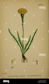 Image result for Macledium sessiliflorum