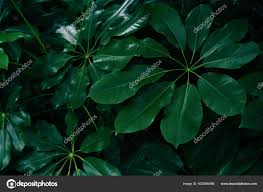 Contohnya saja, gambar daun diatas, itu hanya lembaran daun biasa yang sering kita lihat tetapi ternyata dapat digambar menjadi sebuah gambar yang indah. Gambar Daun Indah Tips Dan Trik Pertanian