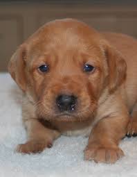 Lancaster puppies has your labrador retriever puppies. Fox Red Lab Your Guide To The Fox Red Labrador Retriever