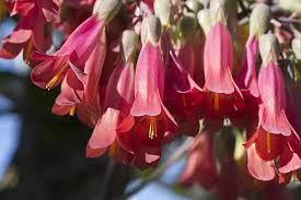 Image result for Kalanchoe latisepala