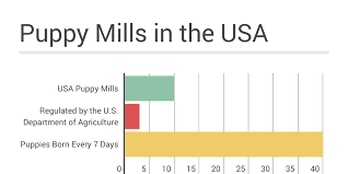 Puppy Mill Stats By Charlyn Corum Infogram