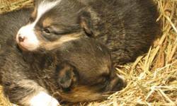 Why buy a corgi puppy for sale if you can adopt and save a life? Akc Pembroke Welsh Corgi Pups Price 400 00 For Sale In New York Mills Minnesota Best Pets Online