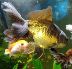The Real Gold Fish Goldfish Goldfish Tank Real Gold
