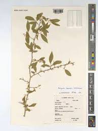 Image result for Dovyalis macrocalyx