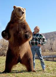 Bows so far, it may take a few weeks to get used to carrying the super kodiak around. Amazing Animals 26 The Kodiak Bear Steemit