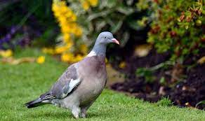 Maybe you would like to learn more about one of these? How To Get Rid Of Pigeons From Your Garden Express Co Uk
