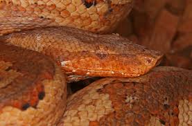 Image result for Brachyachne simonsii