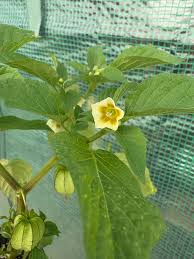 Image result for Physalis lagascae