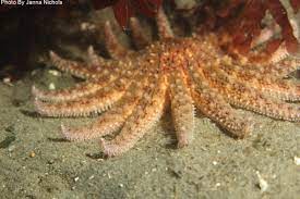 Pycnopodia helianthoides, commonly known as the sunflower sea star, is a large sea star found in the northeast pacific. Sea Star Listed As Critically Endangered Following Research By Oregon State University Eurekalert Science News