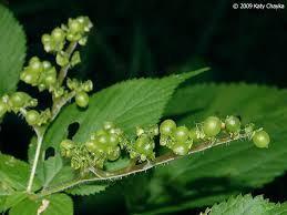 Image result for Laportea mooreana