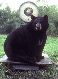 A female will weigh on average 125 pounds (57 kg). Weight North American Bear Centernorth American Bear Center