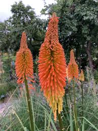 Image result for Kniphofia thomsonii
